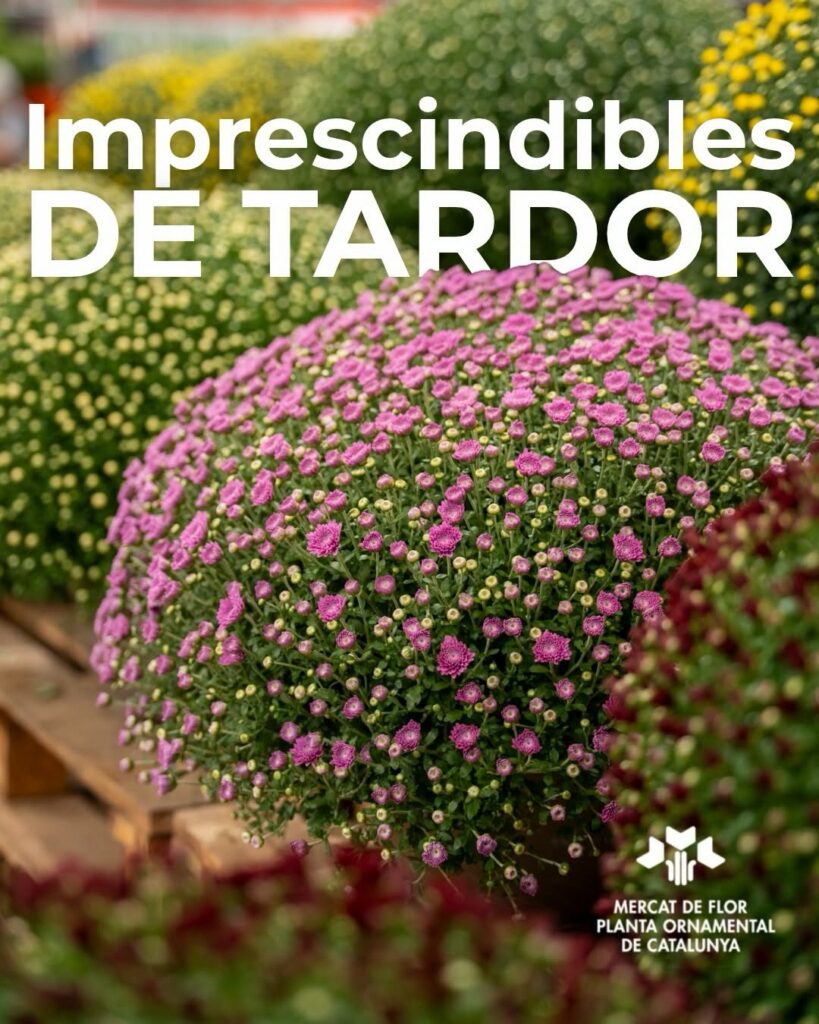 Publicació a xarxes socials de Mercat Flor gestionada per MontsenyWebs